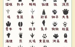 三只爪子是什么生肖？生肖三只爪代表什么