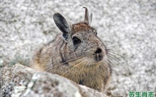 长耳短尾的是什么生肖？长耳短尾的动物是什么
