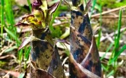 雨后春笋是什么生肖？雨后春笋打一正确动物