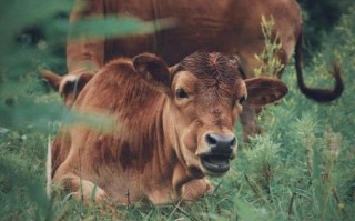 南京北战是什么生肖？南征北战正确四大生肖