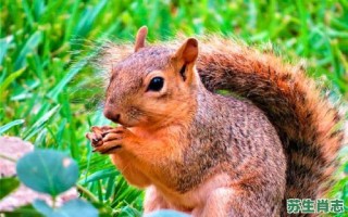 青猜白透是什么生肖？青代表什么动物