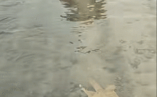 河里逮王八是什么生肖？河里逮王八打一准确动物