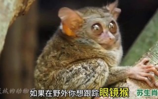 最小的动物是什么生肖？最小动物猜准确一肖