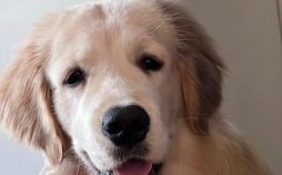 狗头鸡身是什么生肖？狗头指什么生肖