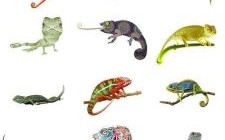 变色龙是什么生肖？恐龙打一正确生肖