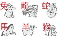 喜荤的动物是什么生肖？荤荤大端打一正确生肖