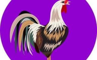 比赛的是什么生肖？赛打一正确的生肖动物