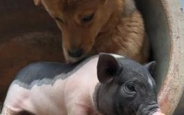 狗朋狗友是什么生肖？猪朋狗友打一最佳生肖