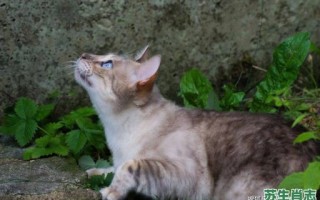 乱是什么生肖？乱,正确答案生肖