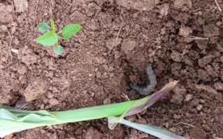 地生肖是什么？地是什么动物