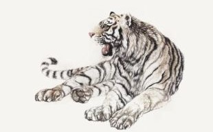 画虎画皮难画骨是什么生肖？画虎画皮难画骨最佳一肖