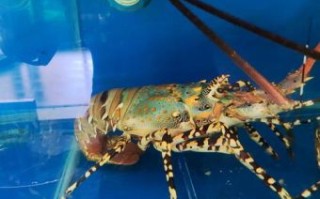 小龙虾是什么生肖？龙虾最准确的生肖