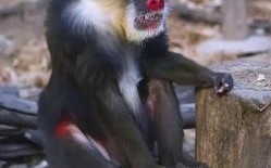 以理服人是什么生肖？毛发长的动物是什么