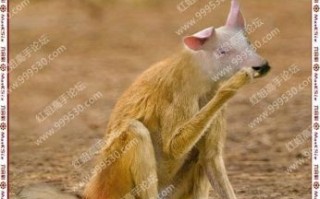 谁家四代偷是什么生肖？偷四大是指哪四肖