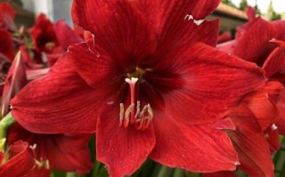 带红花是什么生肖？带红花的生肖正确答案