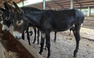 驴是什么生肖？驴打一准确生肖