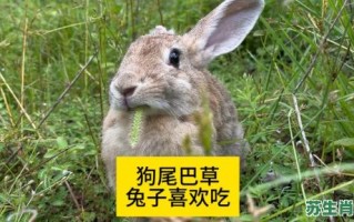 爱吃青草的动物是什么生肖？十二生肖爱青草的动物