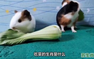 吃肉吃菜是什么生肖？吃肉吃菜最佳一肖