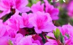 杜鹃是什么生肖？杜鹃是什么花