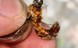 蚁是什么生肖？蚂蚁暗示什么生肖