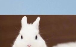 然是什么生肖？然代表什么动物