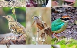 树上小鸟是什么生肖？欲钱看树上小鸟正确答案