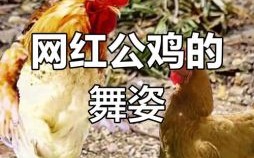 会跳舞的动物是什么生肖？会跳舞最准的一动物