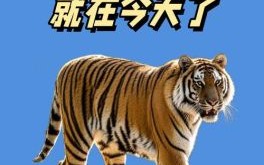 东倒西歪是什么生肖？东倒西歪打一动物