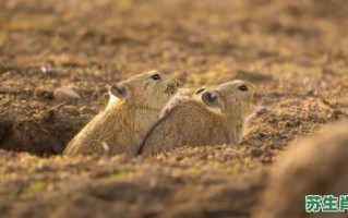 高原是什么生肖？青藏高原最佳动物生肖