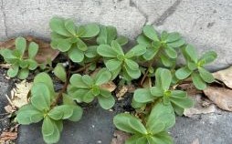 墙头草是什么生肖？墙头草最正确一肖