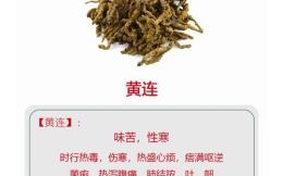 蛀虫咬黄连是什么生肖？蛀虫咬黄连正确答案
