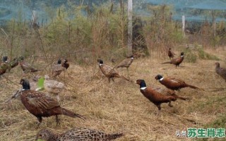 四只野鸡再下蛋是什么生肖？夏去秋来野鸡飞猜生肖