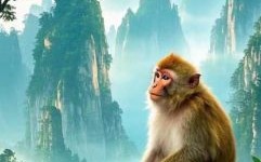 晴空万里是什么生肖？晴空万里打一准确动物