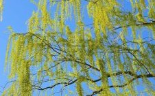 杨柳是什么生肖？杨柳打一准确生肖