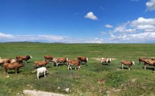 蓝天白云是什么生肖？蓝天白云打一准确动物