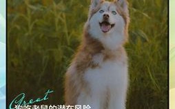 狗拿耗子舔猫鼻是什么生肖？老鼠吃猫怪事是什么生肖