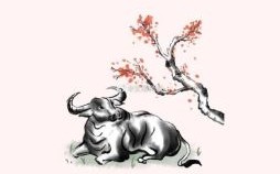 持刀探病牛是什么生肖？持字是什么生肖