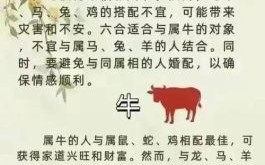 相濡以沫不离弃是什么生肖？不离不弃是什么生肖