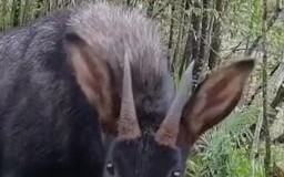 生肖四不像是什么动物？四不像的生肖是哪四个