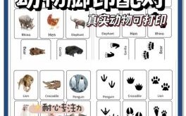 爪子是什么生肖？爪代表什么动物