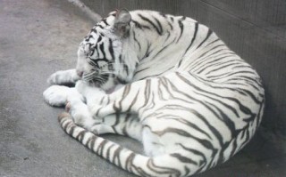 白虎是什么生肖？白老虎打一个正确生肖