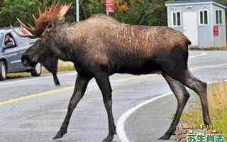 生肖四不像到底是什么？四不像最正确生肖