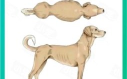 擀面杖卷肉不是骨头是什么生肖？骨瘦如柴打什么生肖