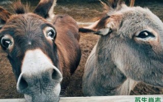 啸是什么生肖？啸打一个正确生肖