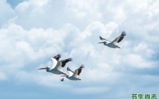 大雁南飞是什么生肖？大雁南飞最佳准确生肖