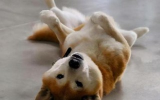 四脚朝天是什么生肖？四脚朝天打一准确动物