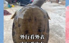 野生甲鱼是什么生肖？鳖属于十二生肖哪一肖