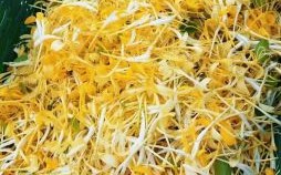 拈花惹草是什么生肖？拈花惹草打一正确生肖