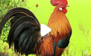 鸡的生肖牛生肖是什么？鸡和牛合作生意怎么样