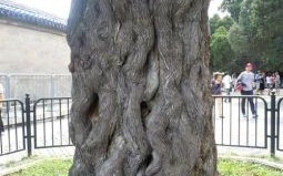 神柏沙头是什么生肖？神柏沙头猜一数字